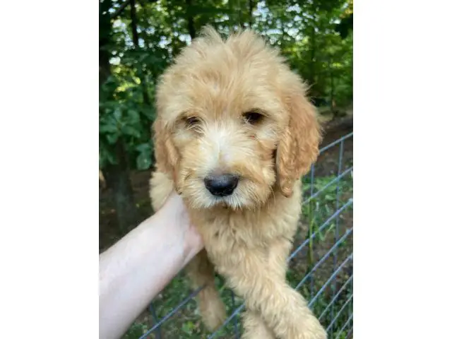 Five male Goldendoodle F1 puppies for sale