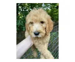 Five male Goldendoodle F1 puppies for sale