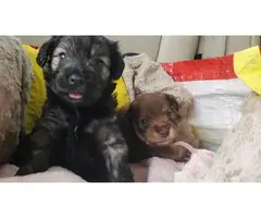 Chorkie puppies for rehoming