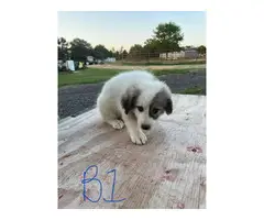 8 Great Pyrenees for sale - 2