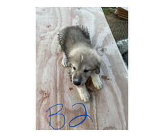 8 Great Pyrenees for sale