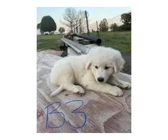 8 Great Pyrenees for sale - 5