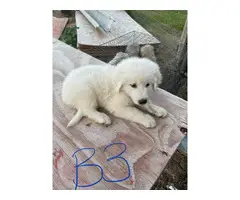 8 Great Pyrenees for sale - 6