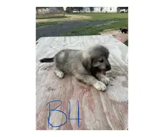 8 Great Pyrenees for sale - 7