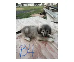 8 Great Pyrenees for sale - 8