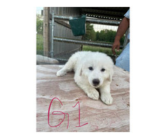 8 Great Pyrenees for sale