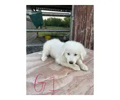 8 Great Pyrenees for sale - 10
