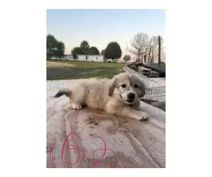 8 Great Pyrenees for sale - 12