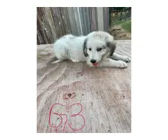 8 Great Pyrenees for sale - 13