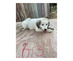 8 Great Pyrenees for sale - 14