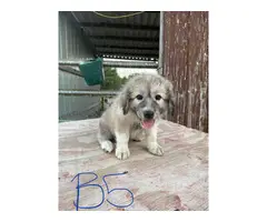8 Great Pyrenees for sale - 16
