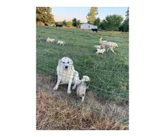 8 Great Pyrenees for sale - 17