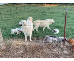 8 Great Pyrenees for sale - 18