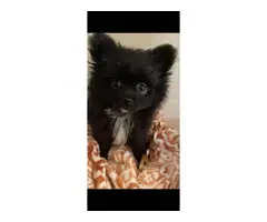 3 male Pomeranian puppies for sale - 2