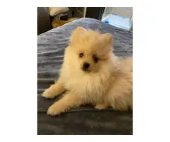 3 male Pomeranian puppies for sale - 3