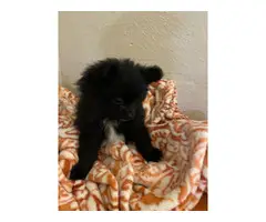 3 male Pomeranian puppies for sale - 4