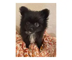 3 male Pomeranian puppies for sale - 5