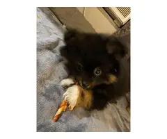 3 male Pomeranian puppies for sale - 6
