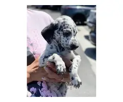2 months old Dalmatian puppies