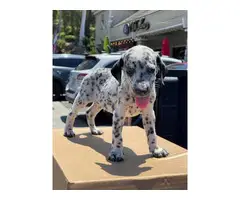 2 months old Dalmatian puppies - 2