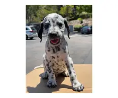 2 months old Dalmatian puppies - 3