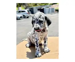 2 months old Dalmatian puppies - 4