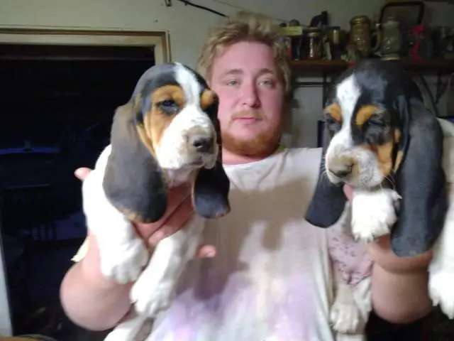 3 Basset hound puppies for sale - 1/7