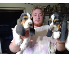 3 Basset hound puppies for sale
