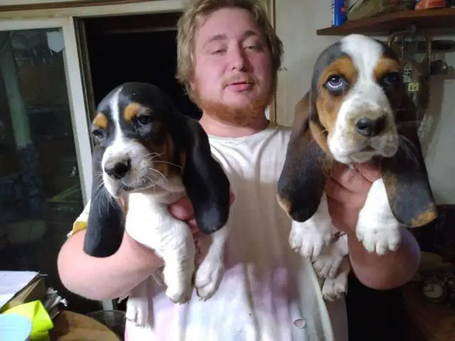 3 Basset hound puppies for sale - 2/7