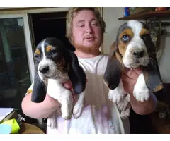 3 Basset hound puppies for sale - 2