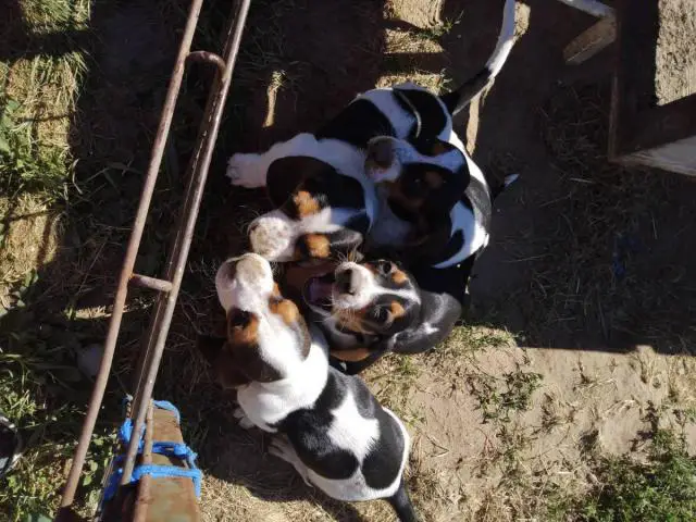 3 Basset hound puppies for sale - 4/7