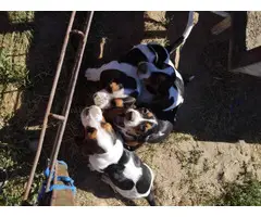 3 Basset hound puppies for sale - 4
