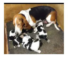 3 Basset hound puppies for sale - 6
