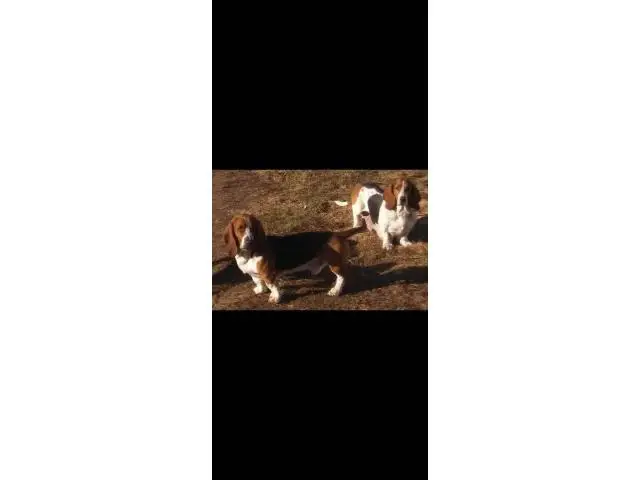 3 Basset hound puppies for sale - 7/7