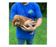 5 English Cocker Spaniel puppies for sale