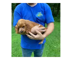 5 English Cocker Spaniel puppies for sale