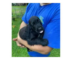 5 English Cocker Spaniel puppies for sale - 3