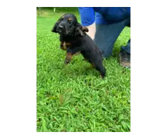5 English Cocker Spaniel puppies for sale - 4