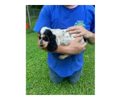 5 English Cocker Spaniel puppies for sale - 5