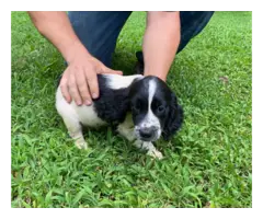 5 English Cocker Spaniel puppies for sale - 6
