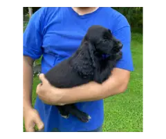 5 English Cocker Spaniel puppies for sale - 7