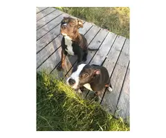 2 Pit bull puppies for pets only