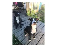 2 Pit bull puppies for pets only - 2