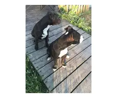 2 Pit bull puppies for pets only - 3