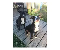 2 Pit bull puppies for pets only - 4
