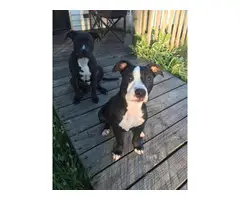 2 Pit bull puppies for pets only - 5