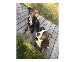 2 Pit bull puppies for pets only - 6