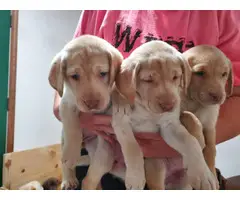 6 yellow and 4 chocolate AKC Lab puppies - 2
