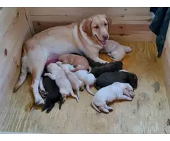 6 yellow and 4 chocolate AKC Lab puppies - 3
