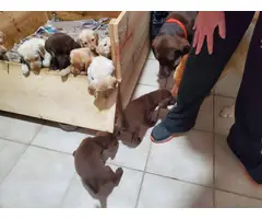 6 yellow and 4 chocolate AKC Lab puppies - 9